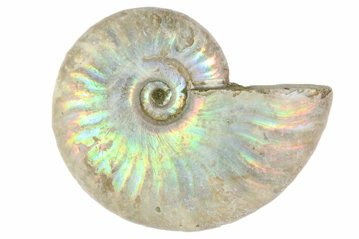 2 1/4" Silver Iridescent Ammonite Fossils - Photo 1
